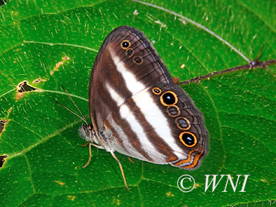 Two-banded Satyr (Pareuptychia ocirrhoe)